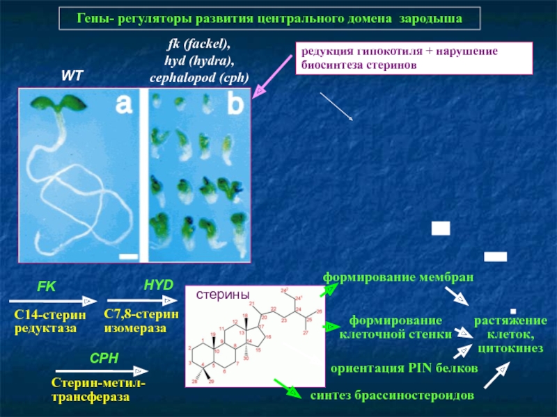 Кракен 9 at